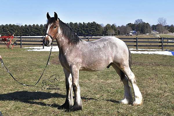 white-blaze-black-front-legs-horse