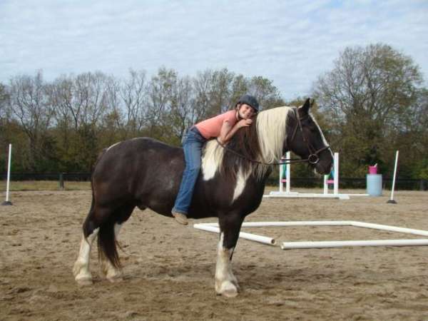 ridden-english-draft-horse