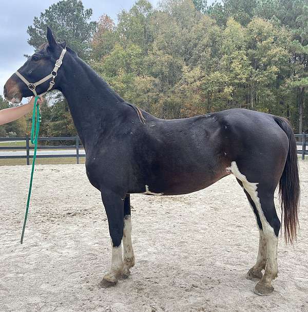 black-dutch-warmblood-mare