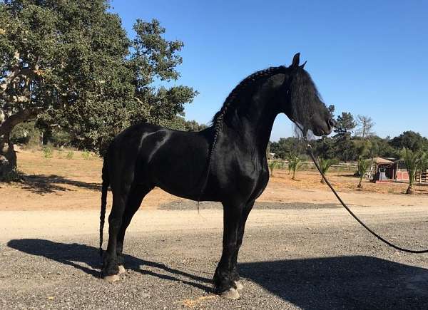 rides-well-friesian-horse