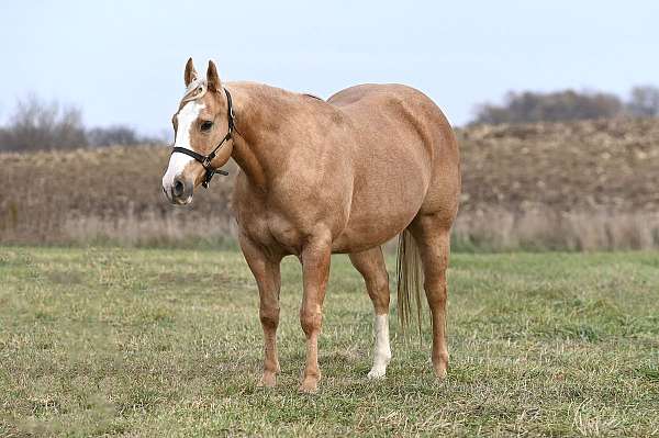 mounted-patrol-quarter-horse
