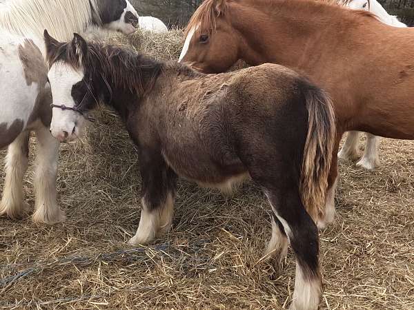 blagdon-horse