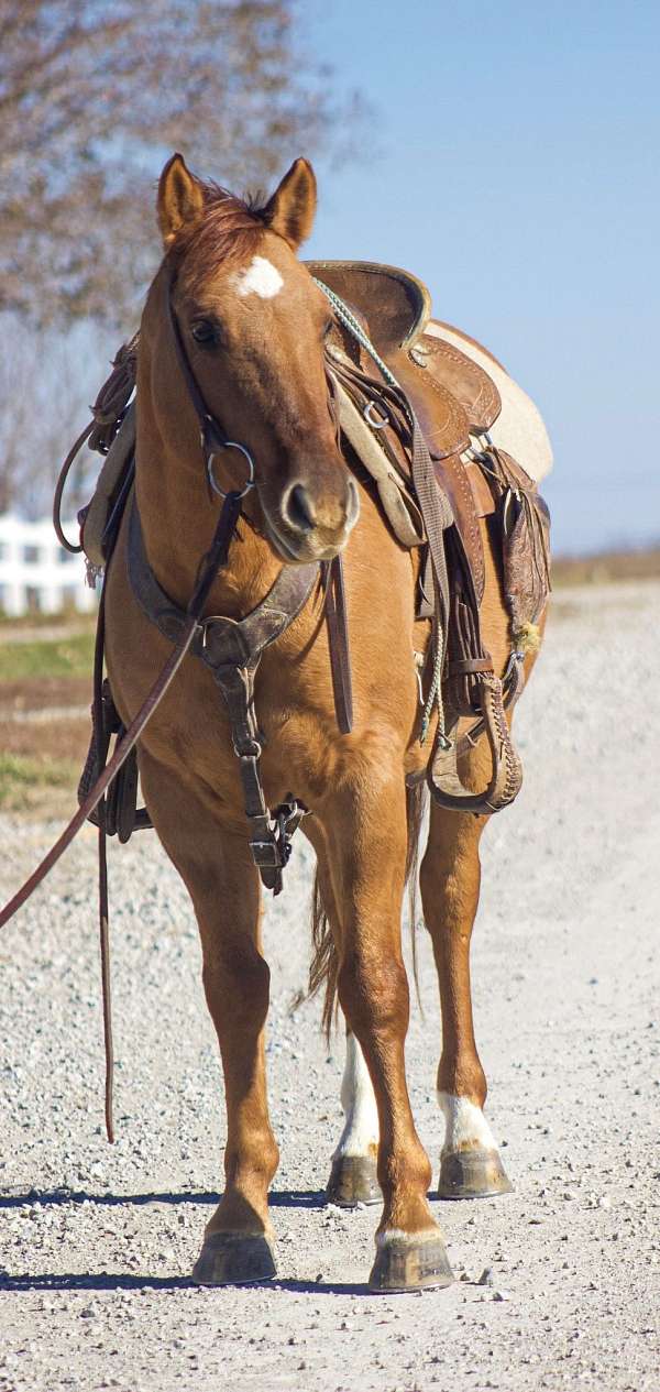 ranch-work-quarter-pony