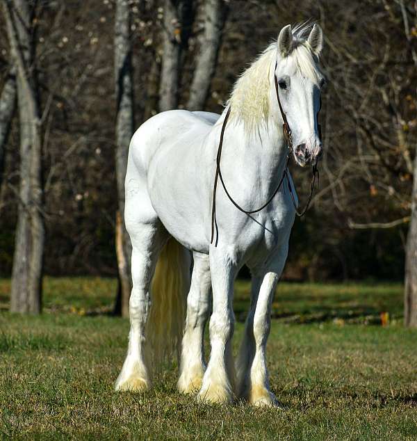 white-gelding-for-sale