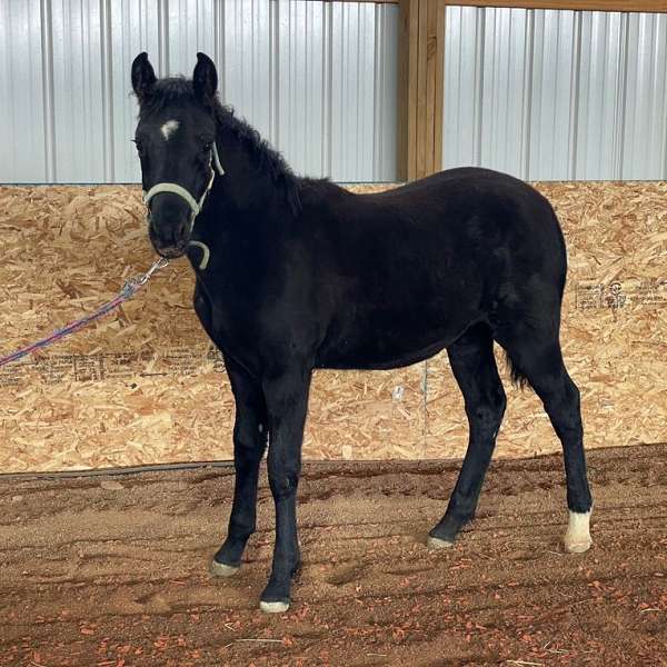 black-kmsha-rmha-filly