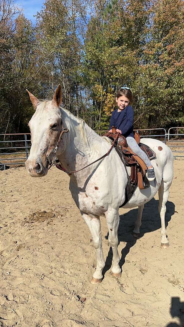 ridden-western-appaloosa-pony