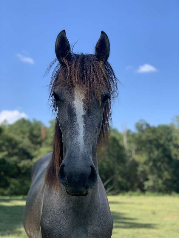 friesian-horse-for-sale