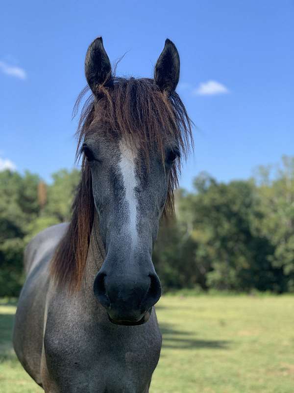 friesian-horse