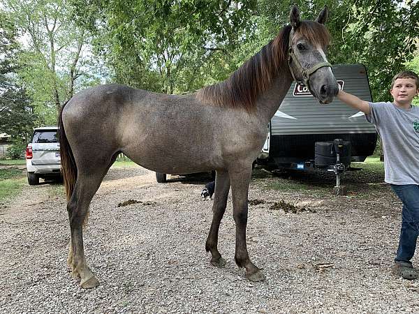 friesian-filly