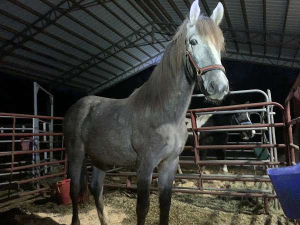 friesian-filly