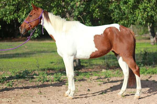sorrel-tobaino-pony