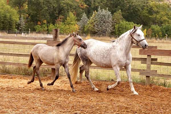 versatility-ranch-andalusian-horse