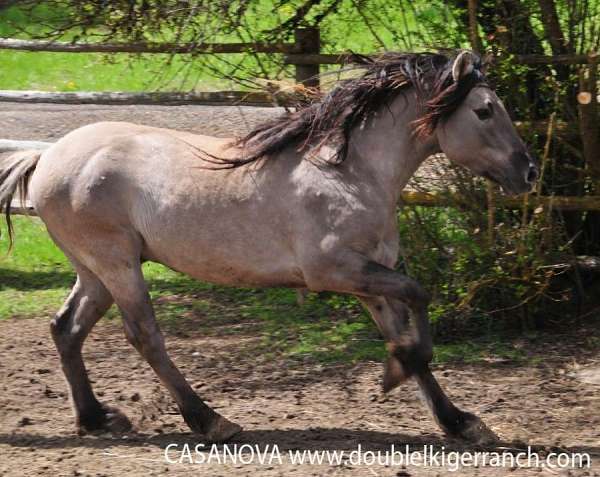 grey-bi-colored-mane-tail-horse