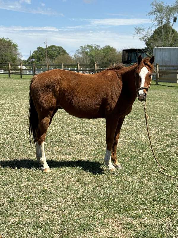 pastern-horse