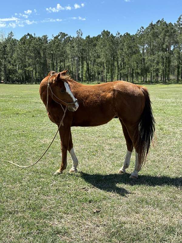 stockings-horse