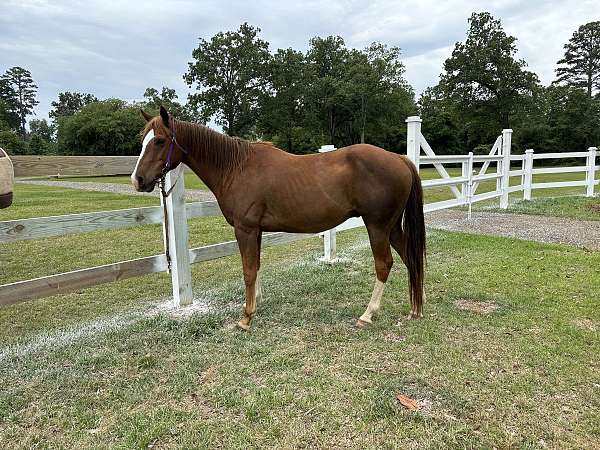 sorrel-pastern-horse