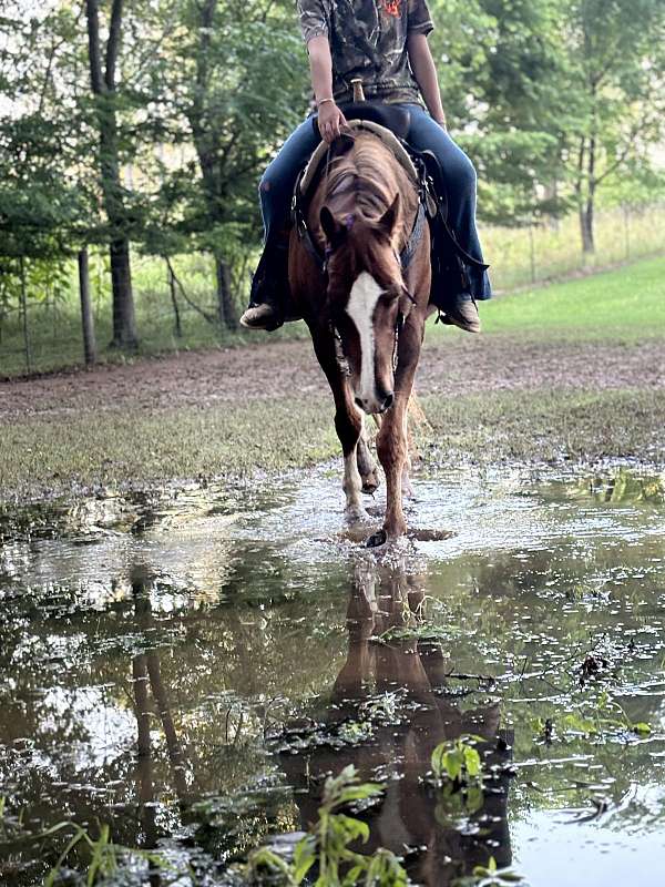 amazing-quarter-horse