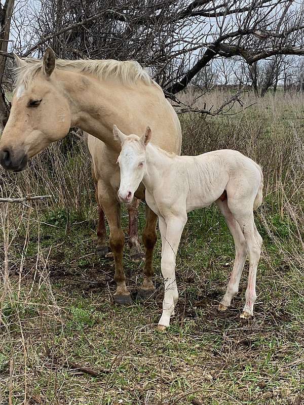 bred-to-palomino-quarter-horse