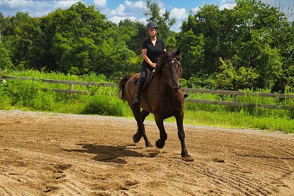 bond-percheron-horse