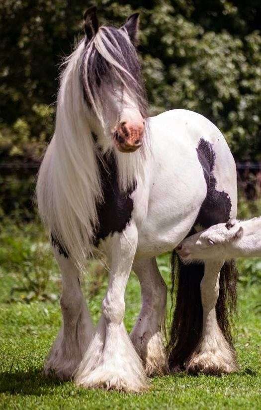 tobiano-gypsy-vanner-mare-foal