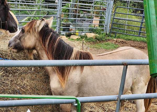 grulla-blagdon-horse