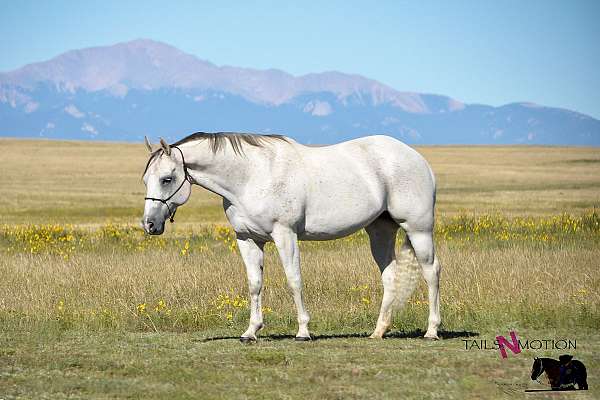 quarter-horse-mare