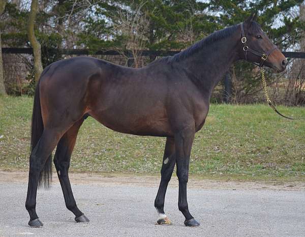 bernardini-gelding