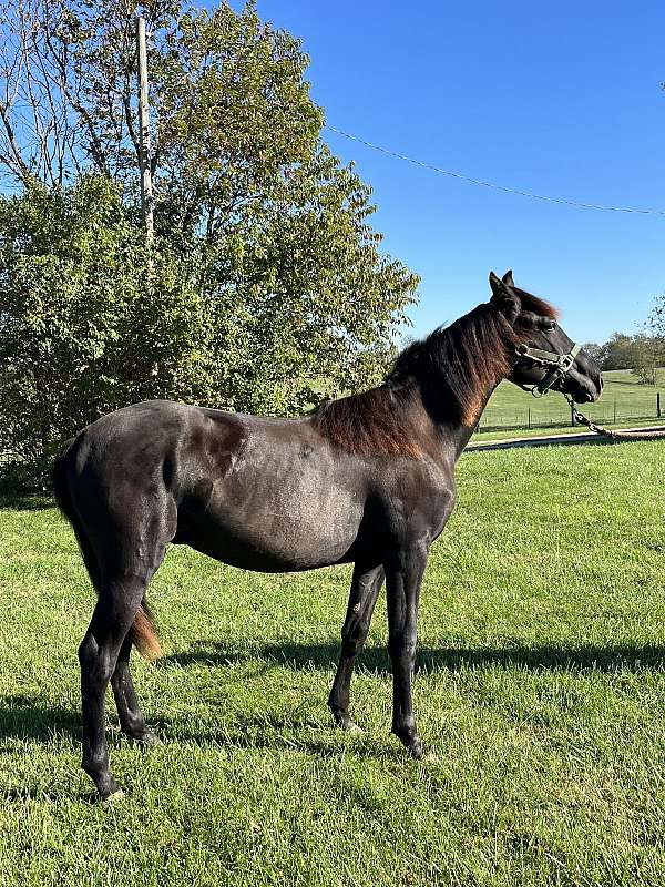 excel-rocky-mountain-horse