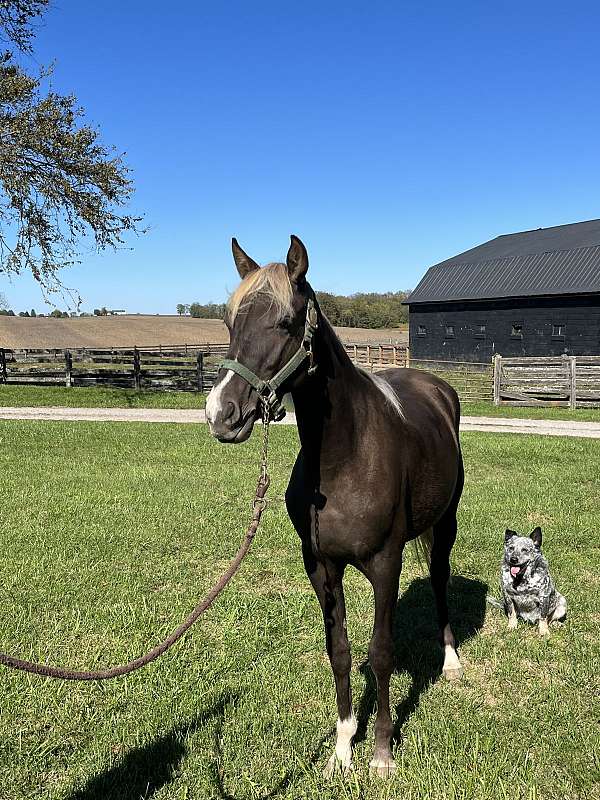 breeding-rocky-mountain-horse