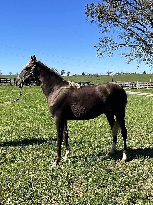 charlotte-rocky-mountain-horse