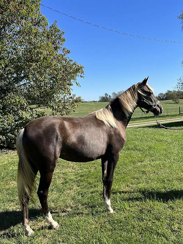 fearless-rocky-mountain-horse