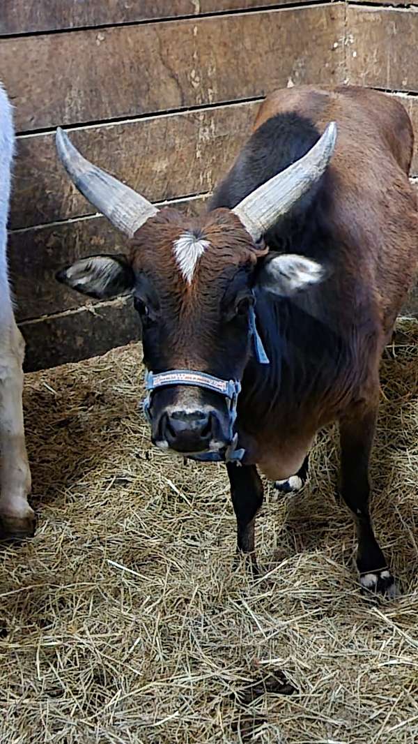 zebu-horse