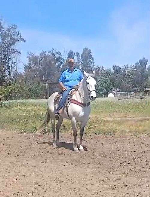 cartujano-andalusian-horse