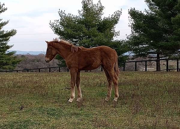 chestnut-draft-spotted-filly