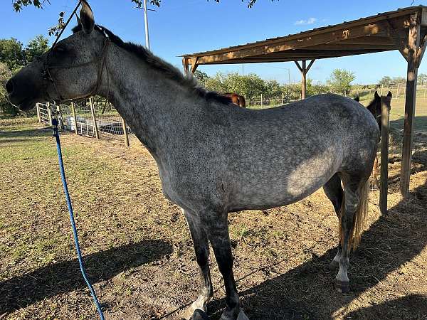 field-trial-andalusian-horse