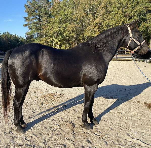 black-quarter-horse-gelding