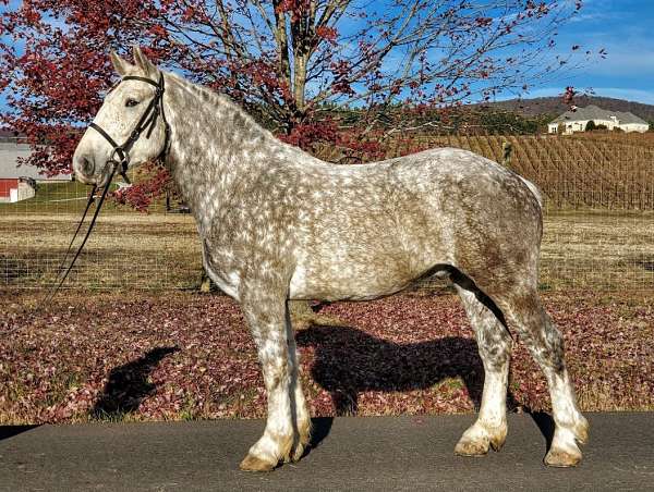 maryland-percheron-horse