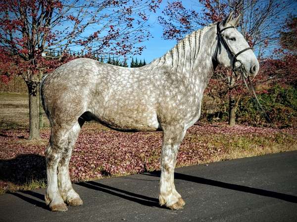 crossbred-percheron-horse