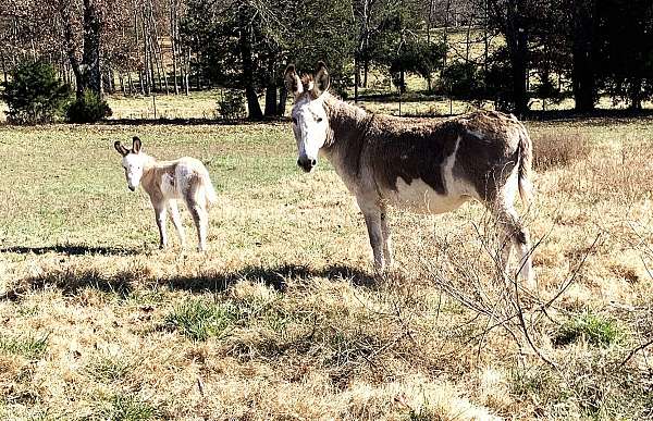 bred-back-donkey