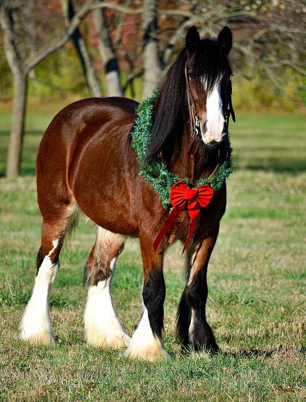 gypsy-vanner-mare