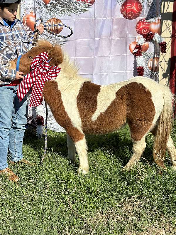 buggy-miniature-horse