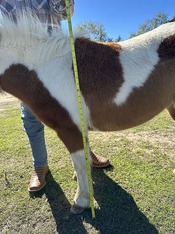 paint-miniature-horse