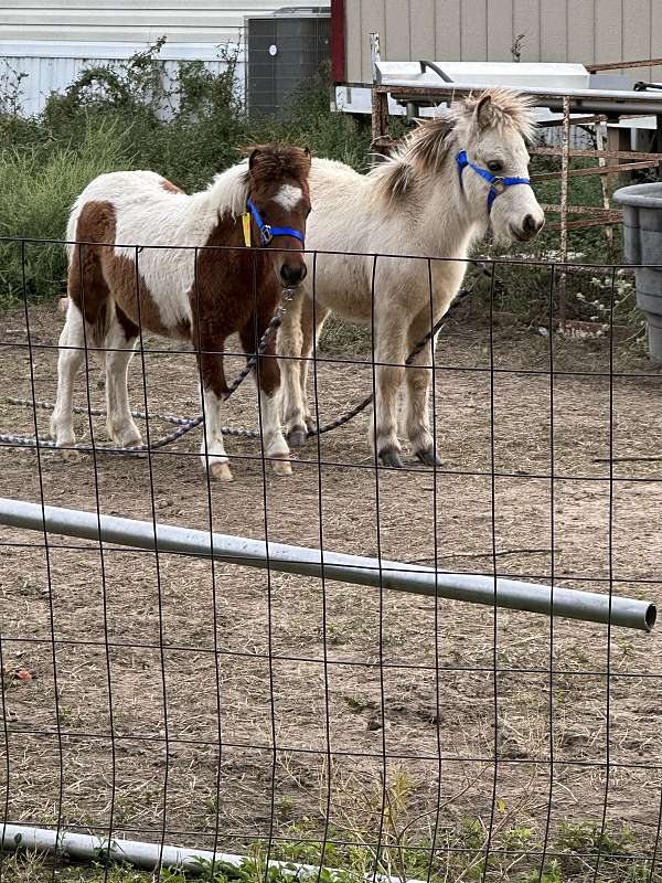 filly-miniature-horse