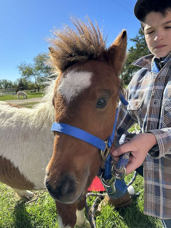 riding-miniature-horse