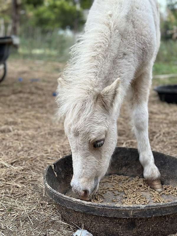 palomino-paint-miniature-pony