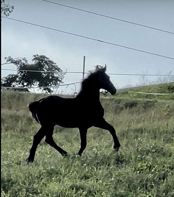 cross-friesian-horse