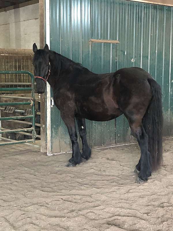 homozygous-black-friesian-horse