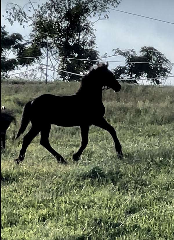 black-friesian-colt