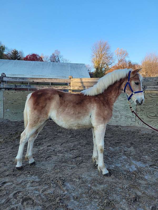 haflinger-colt