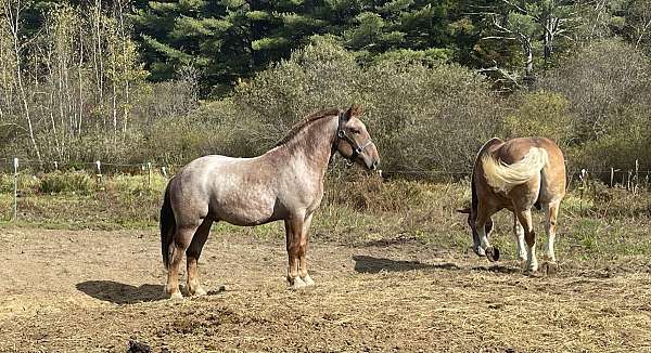 roan-belgian-stallion